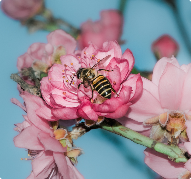 Photo d'une abeille entrain de butiner sur une fleur rose avec un fond bleu